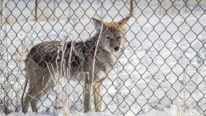 How to Coyote-Proof Your Yard – Collingwood Information