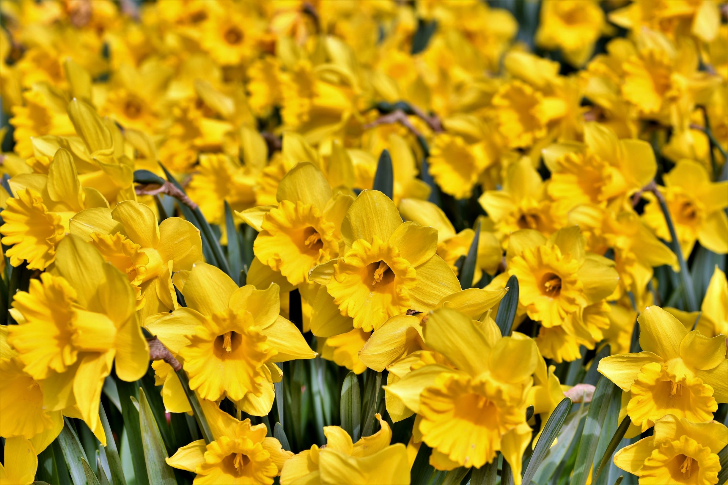 Daffodils are the perfect edition to you garden in collingwood