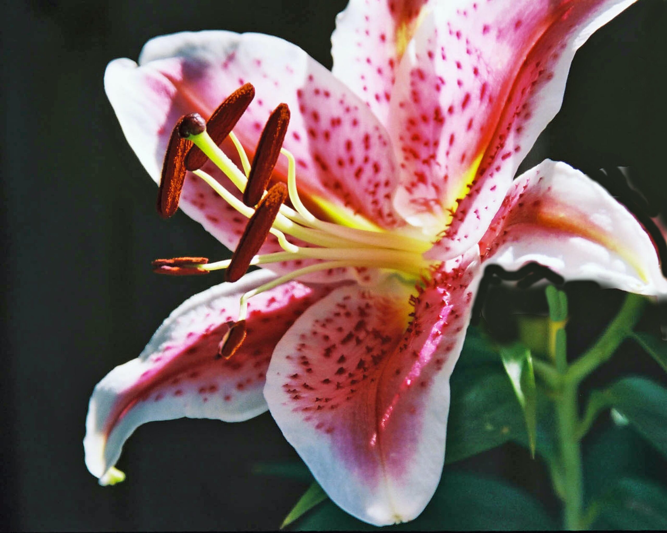 Lillies are perfect for your garden in Collingwood
